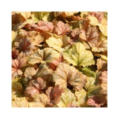 Heuchera 'Champagne' (Marie-Elise Liennard)