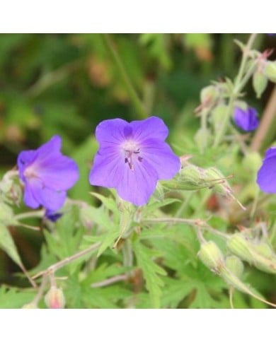 Géranium vivace 'Brookside' (Marie-Elise Liennard)