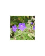 Géranium vivace 'Brookside' (Marie-Elise Liennard)