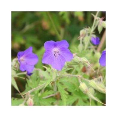 Géranium vivace 'Brookside' (Marie-Elise Liennard)