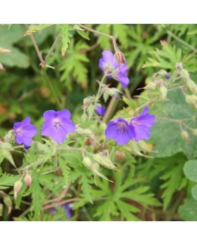 Géranium vivace 'Brookside' (Marie-Elise Liennard)