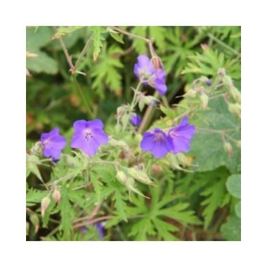 Géranium vivace 'Brookside' (Marie-Elise Liennard)