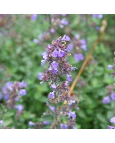 Nepeta racemosa (mussinii) (Marie-Elise Liennard)