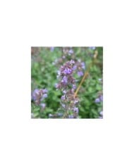 Nepeta racemosa (mussinii) (Marie-Elise Liennard)