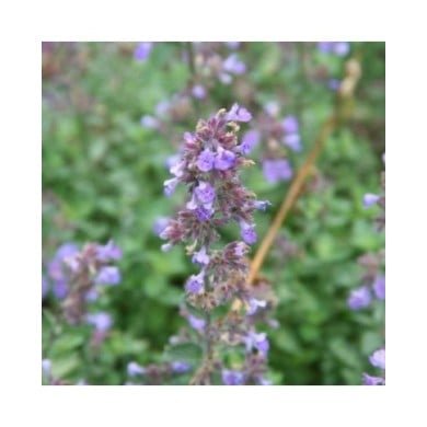 Nepeta racemosa (mussinii) (Marie-Elise Liennard)