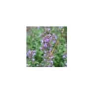 Nepeta racemosa (mussinii) (Marie-Elise Liennard)