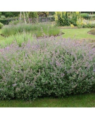 Nepeta racemosa (mussinii) (Marie-Elise Liennard)