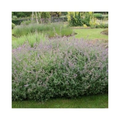 Nepeta racemosa (mussinii) (Marie-Elise Liennard)