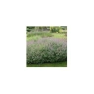 Nepeta racemosa (mussinii) (Marie-Elise Liennard)
