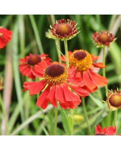 Helenium 'Moerheim Beauty' (Marie-Elise LIENNARD)