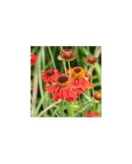 Helenium 'Moerheim Beauty' (Marie-Elise LIENNARD)