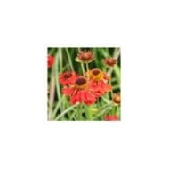 Helenium 'Moerheim Beauty' (Marie-Elise LIENNARD)