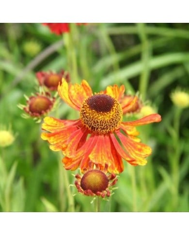 Helenium 'Moerheim Beauty' (Marie-Elise LIENNARD)
