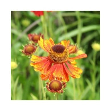 Helenium 'Moerheim Beauty' (Marie-Elise LIENNARD)