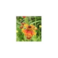 Helenium 'Moerheim Beauty' (Marie-Elise LIENNARD)