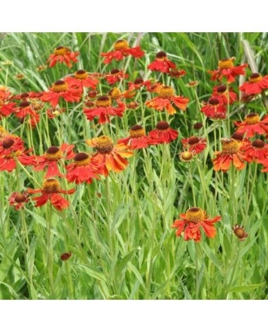 Helenium 'Moerheim Beauty' (Marie-Elise LIENNARD)