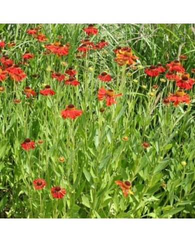 Helenium 'Moerheim Beauty' (Marie-Elise LIENNARD)
