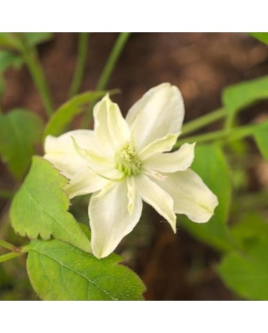 Clématite montana Starlet® White Perfume 'fpdw2009