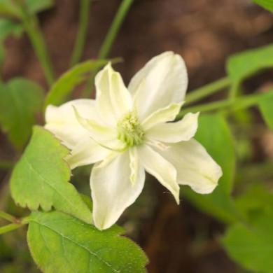 Clématite montana Starlet® White Perfume 'fpdw2009