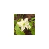 Clématite montana Starlet® White Perfume 'fpdw2009