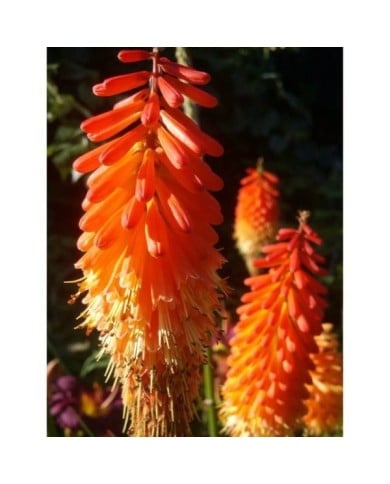 Kniphofia ou Tritoma 'Alcazar' (Karen Hine / flickr.com)