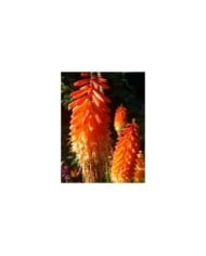 Kniphofia ou Tritoma 'Alcazar' (Karen Hine / flickr.com)