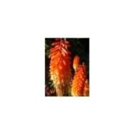 Kniphofia ou Tritoma 'Alcazar' (Karen Hine / flickr.com)