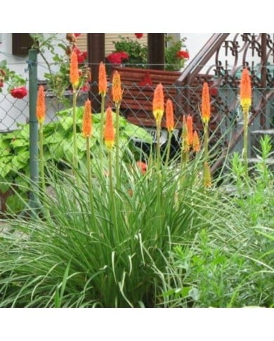 Kniphofia ou Tritoma 'Alcazar' (Staudengärtnerei Forssman / flickr.com)