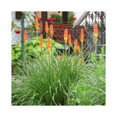 Kniphofia ou Tritoma 'Alcazar' (Staudengärtnerei Forssman / flickr.com)