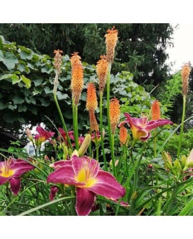 Kniphofia ou Tritoma 'Alcazar' (Karen Hine / flickr.com)