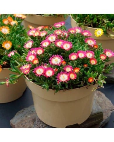 Delosperma 'Jewel of Desert Ruby' (Globe Planter)
