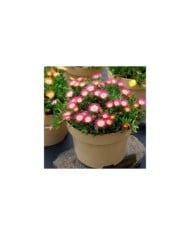 Delosperma 'Jewel of Desert Ruby' (Globe Planter)