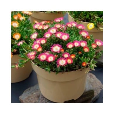 Delosperma 'Jewel of Desert Ruby' (Globe Planter)