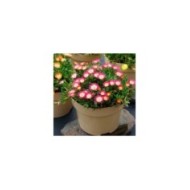 Delosperma 'Jewel of Desert Ruby' (Globe Planter)
