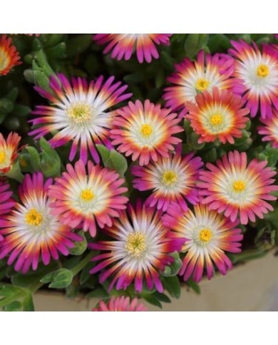 Delosperma 'Jewel of Desert Ruby' (Globe Planter)