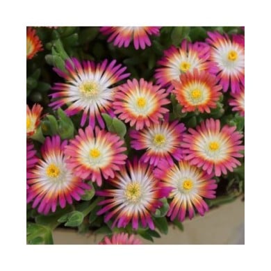 Delosperma 'Jewel of Desert Ruby' (Globe Planter)