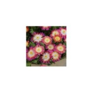 Delosperma 'Jewel of Desert Ruby' (Globe Planter)