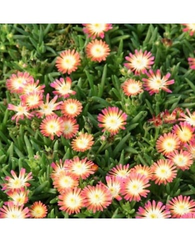 Delosperma 'Jewel of Desert Ruby' (Marie-Elise Liennard)