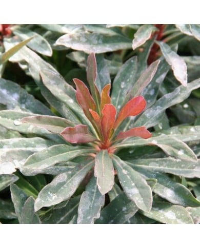 Euphorbia amygdaloides 'Purpurea' (Marie-Elise Liennard)