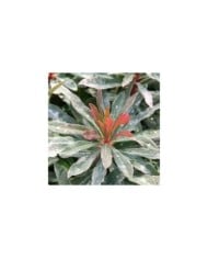 Euphorbia amygdaloides 'Purpurea' (Marie-Elise Liennard)