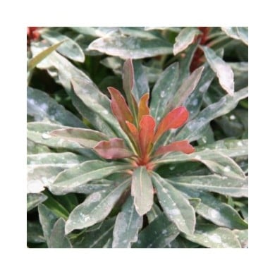 Euphorbia amygdaloides 'Purpurea' (Marie-Elise Liennard)