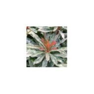 Euphorbia amygdaloides 'Purpurea' (Marie-Elise Liennard)