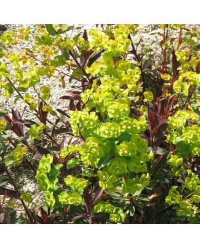 EUPHORBIA amygdaloides 'Purpurea' (Meneerke bloem / wikimedia.org)