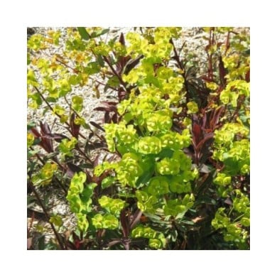 EUPHORBIA amygdaloides 'Purpurea' (Meneerke bloem / wikimedia.org)