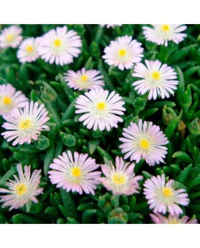 Delosperma 'Jewel of Desert Rosequartz' (Globe Planter)