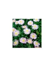 Delosperma 'Jewel of Desert Rosequartz' (Globe Planter)