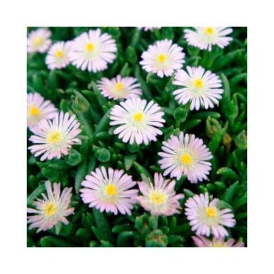 Delosperma 'Jewel of Desert Rosequartz' (Globe Planter)