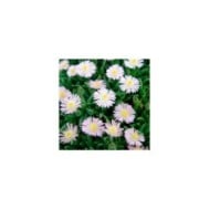 Delosperma 'Jewel of Desert Rosequartz' (Globe Planter)