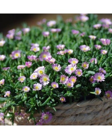 Delosperma 'Jewel of Desert Rosequartz' (Globe Planter)