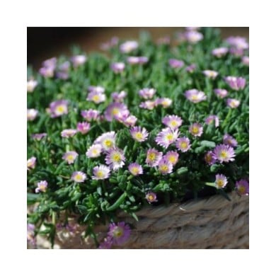 Delosperma 'Jewel of Desert Rosequartz' (Globe Planter)